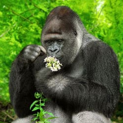 mountain gorilla 1