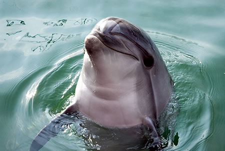 Dolphin