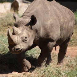 Zimbabwe To Re-Introduce Rhinos Into National Parks