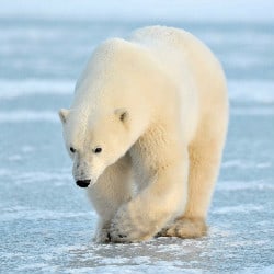 Global Warming Is Leaving Polar Bears Starving
