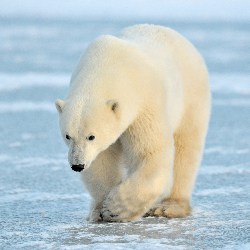 New Home Could Be Found For Sad Polar Bear