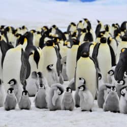 Emperor Penguins Can Be Too Hot In Freezing Antarctic Winter