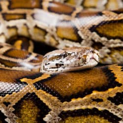 Florida Seeks To Get Rid Of Invasive Burmese Python