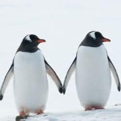 penguins 1