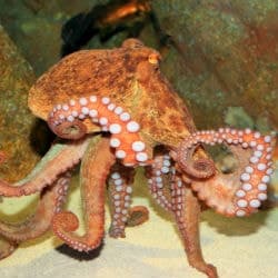 Inky The Octopus Makes Daring Escape From Aquarium
