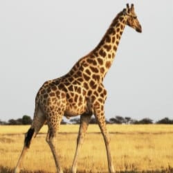 giraffe status changed