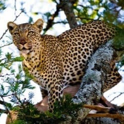 Leopard near extinction