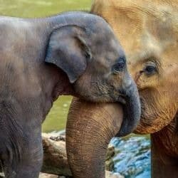 elephant calf had to be euthanized