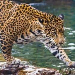 Jaguar return in doubt