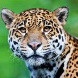 jaguar conservation