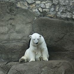 polar bear 5