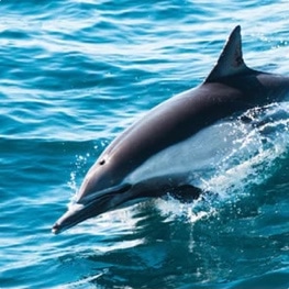 Adopt a Dolphin
