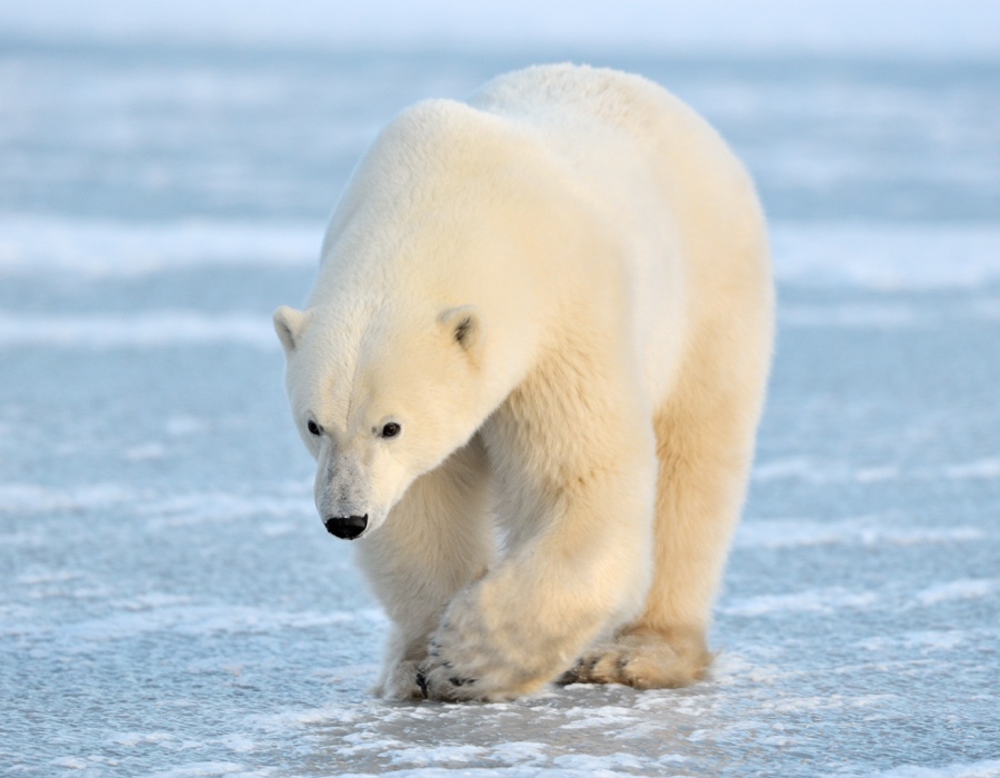 Polar Bear Facts