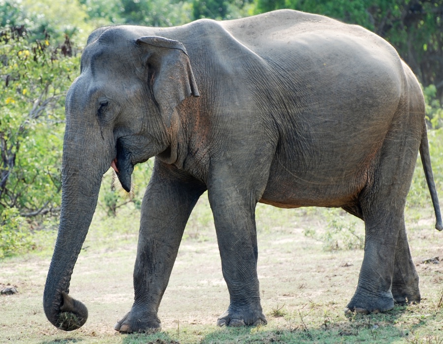 Elephant Facts Elephant Facts