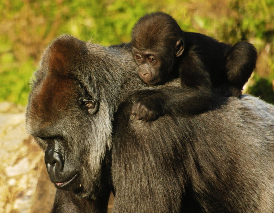 Mountain Gorilla Facts Mountain Gorilla Facts
