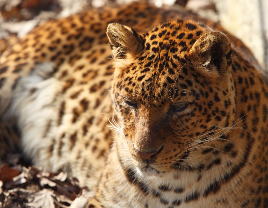 Jaguar Facts Jaguar Facts