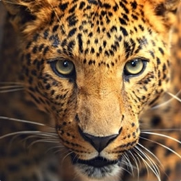 Adopt a Leopard