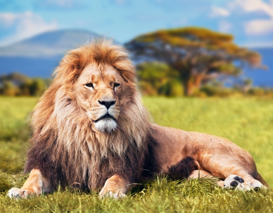 Lion Facts Lion Facts