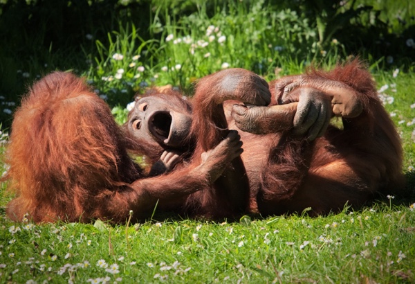 Adopt an Orangutan