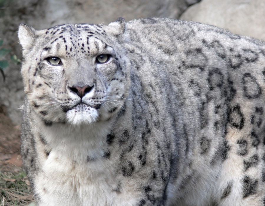 Snow Leopard Facts Snow Leopard Facts