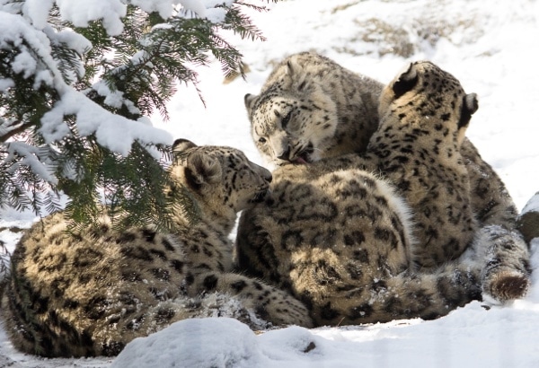 Adopt a Snow Leopard