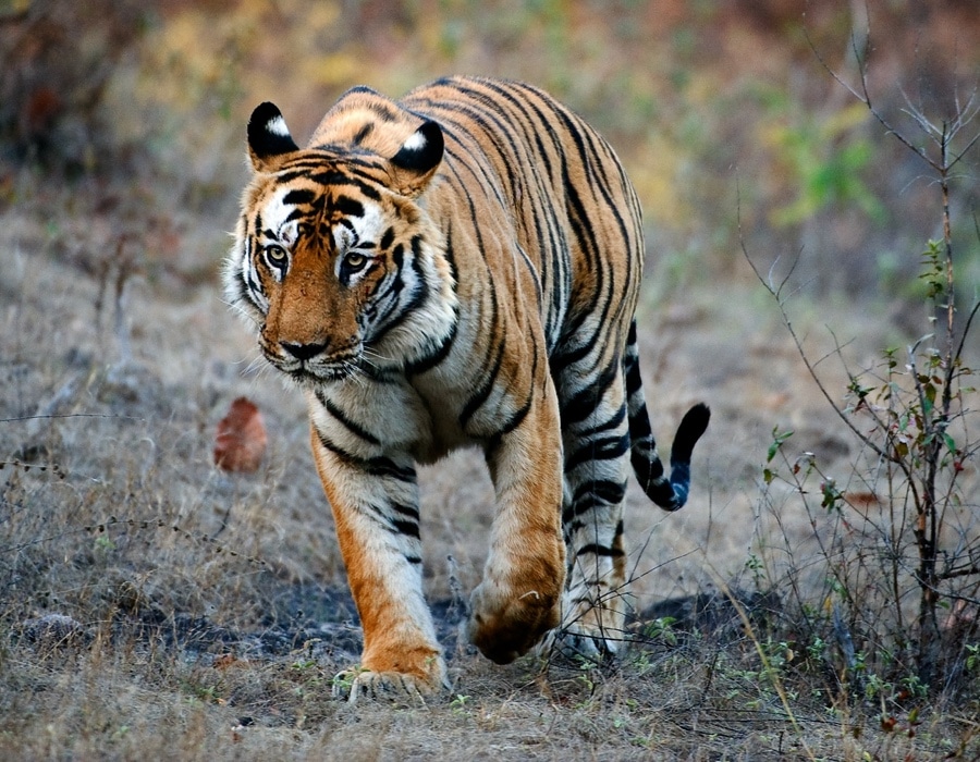 Tiger Facts Tiger Facts