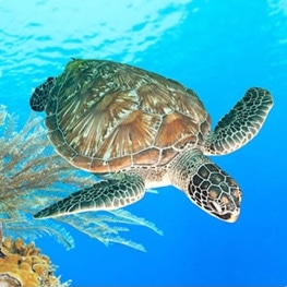 Adopt a Turtle