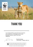 Adopt a Lion Certificate