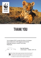 Adopt a Tiger Certificate