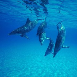 Dolphins Have The Longest Memories In The Animal Kingdom