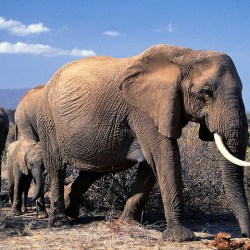 Elephant And Rhino Poaching On The Rise