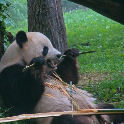 Horses Latest Threat To Panda Habitat