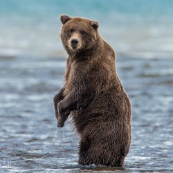New Study Finds Grizzly Bears Able To Use Tools