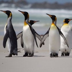 Penguins Only Have Bitter And Salty Taste Receptors