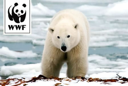 WWF Adopt a Polar Bear WWF Adopt a Polar Bear