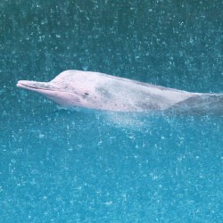 Rare Albino Dolphin Spotted Off The Coast Of Florida