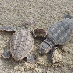 Sea Turtles Take A Shorter Route Around The Atlantic