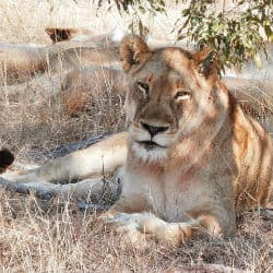Zambia Partially Lifts Ban On Safari Hunting