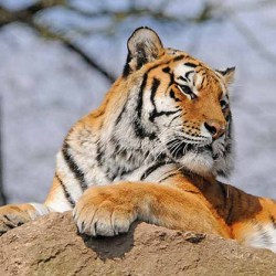 amur tiger