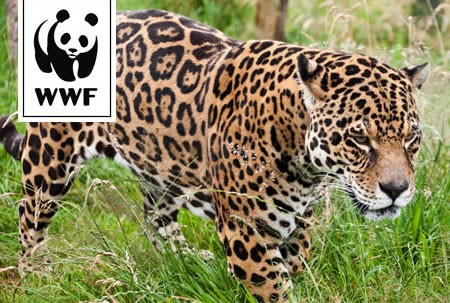 WWF Adopt a Jaguar WWF Adopt a Jaguar