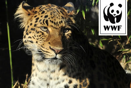 WWF Adopt a Leopard WWF Adopt a Leopard