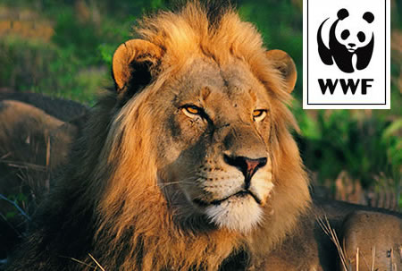 WWF Adopt a Lion WWF Adopt a Lion