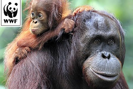 WWF Adopt an Orangutan WWF Adopt an Orangutan