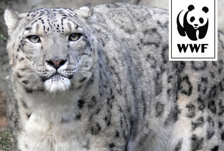 WWF Adopt a Snow Leopard WWF Adopt a Snow Leopard