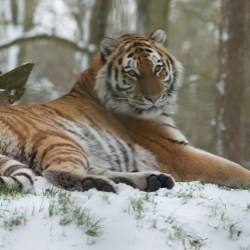tiger